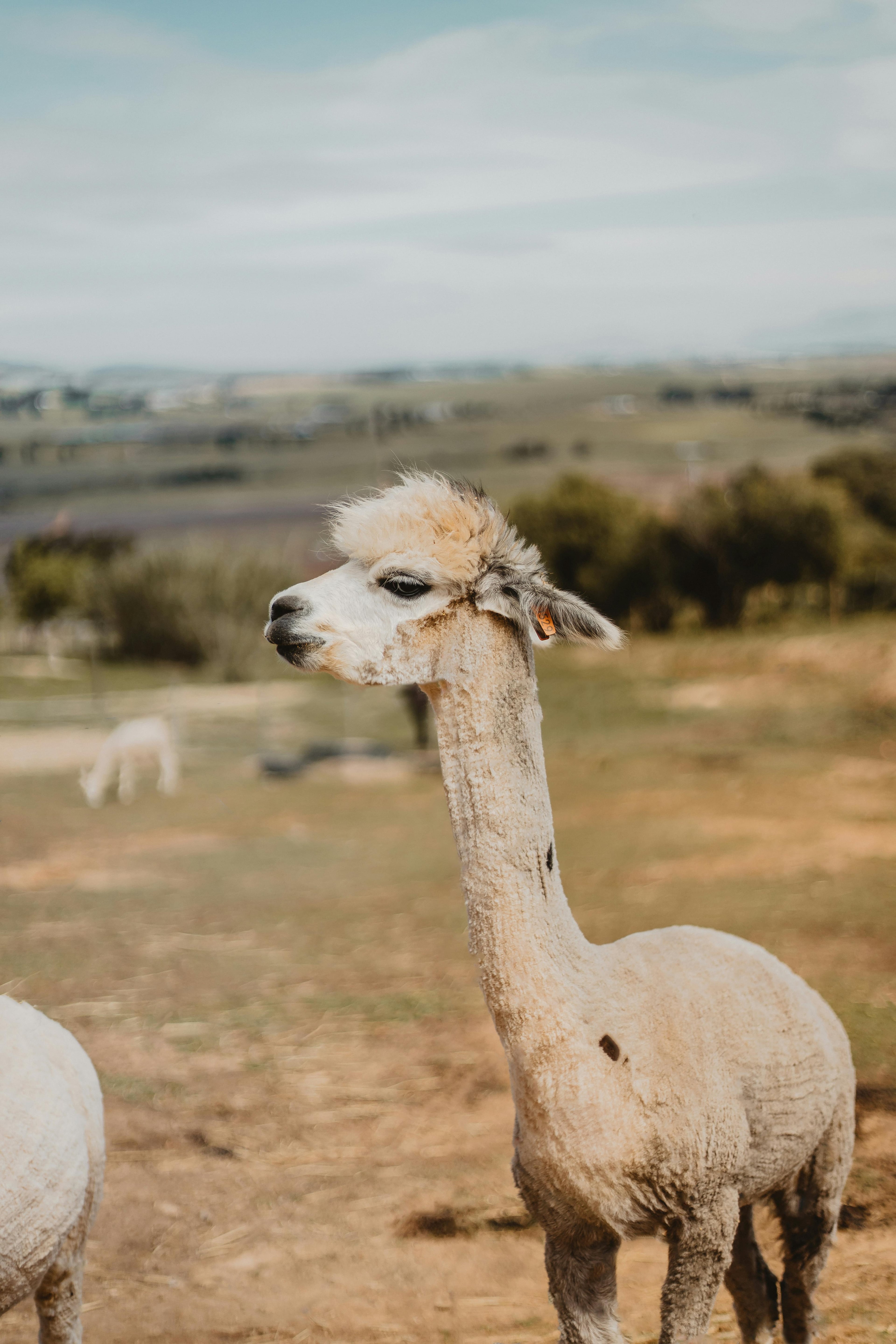 Alpacas grazing on a rural farm just outside Cape Town