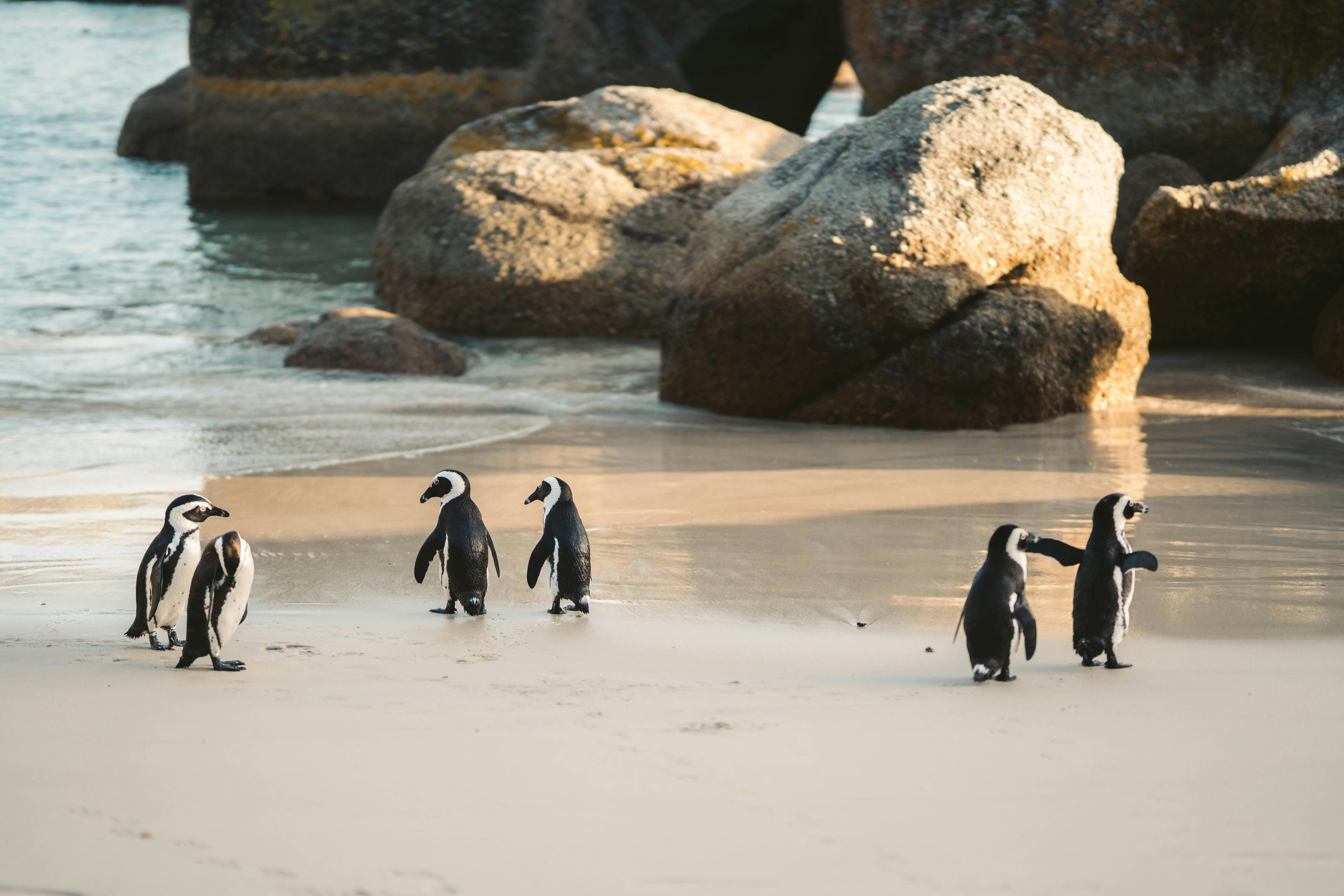 African penguins waddling between granite boulders at Boulders Beach