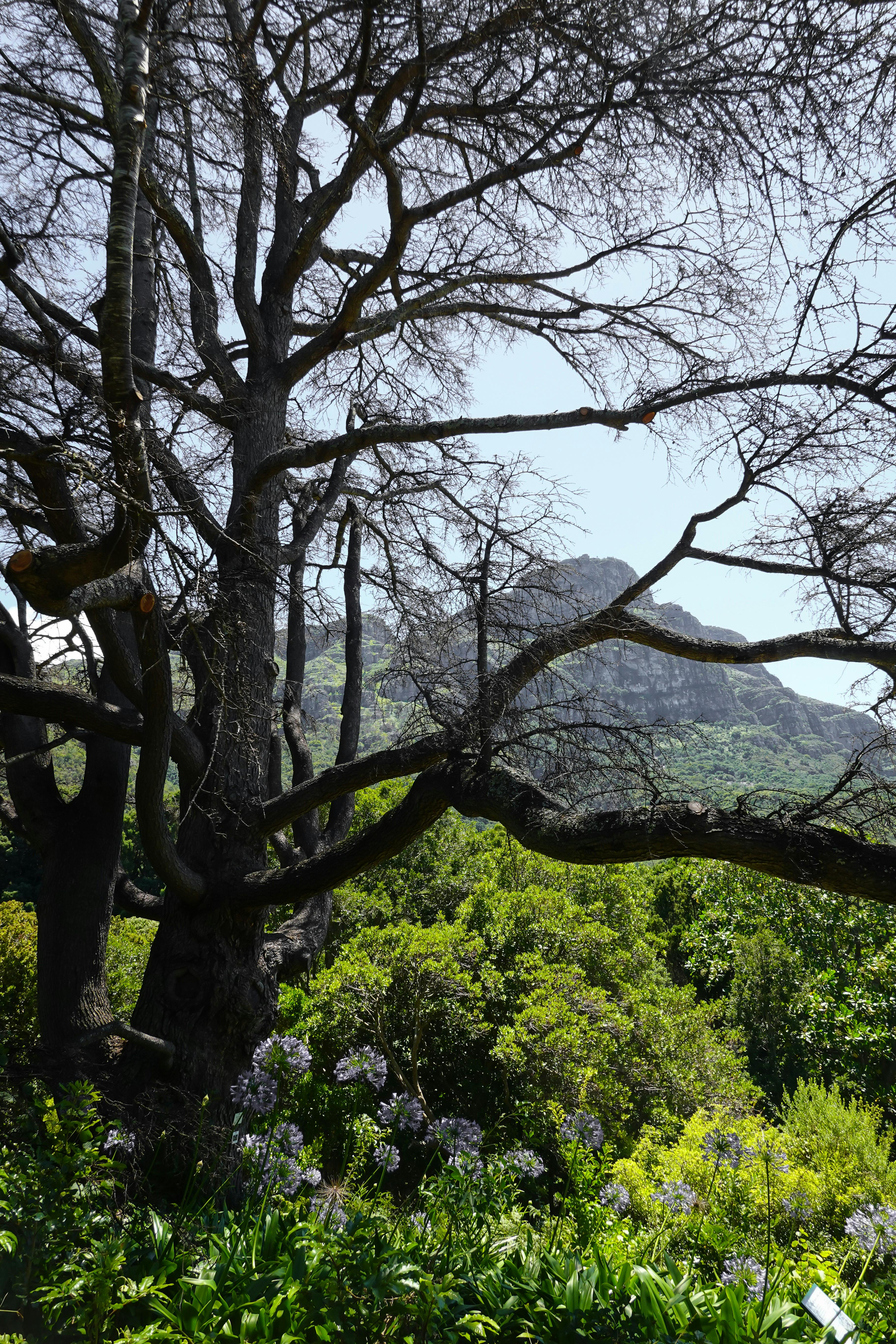 The Boomslang treetop walkway curving above the canopy at Kirstenbosch Botanical Garden