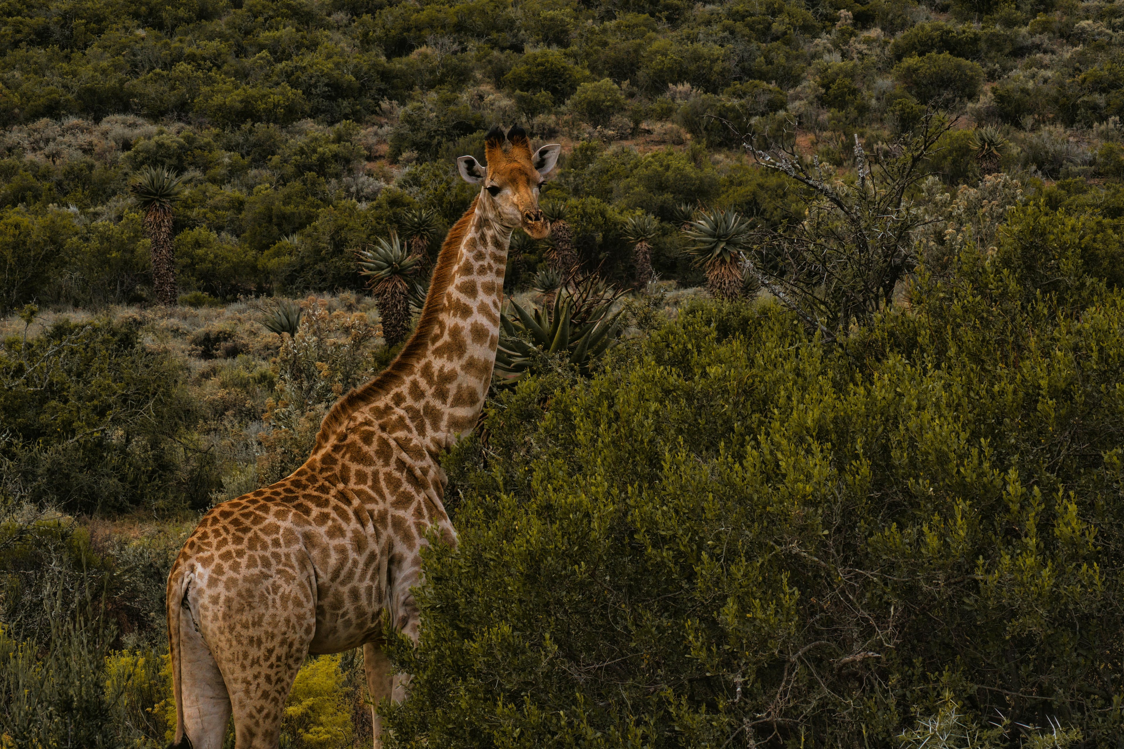 Giraffes walking through South African bushveld during a game drive