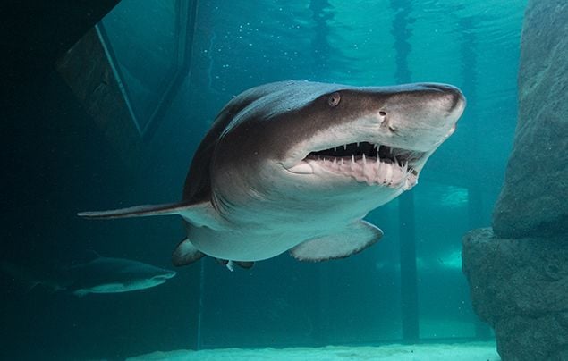Visitors watching marine life through the large viewing tank at Two Oceans Aquarium